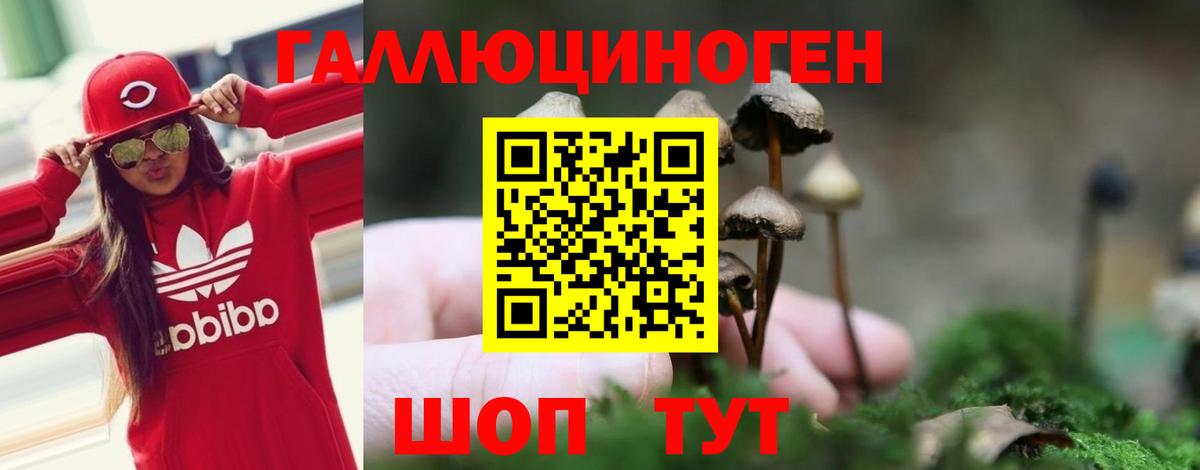 Псилоцибиновые грибы Cubensis Новозыбков